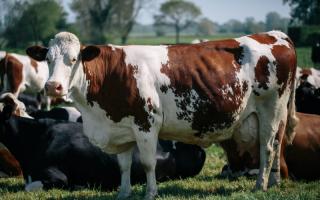 Two of Suffolk's farm shops named among the best in Britain