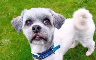 Sweep the Lhasa Apso is looking for his forever home in Suffolk