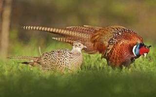 A Lakenheath field can be used to house 15,000 pheasants