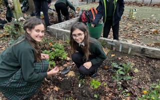 Crocus planting at St Benedict's School