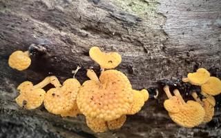 A fungi originally from Madagascar has been spotted in East Anglia for the first time